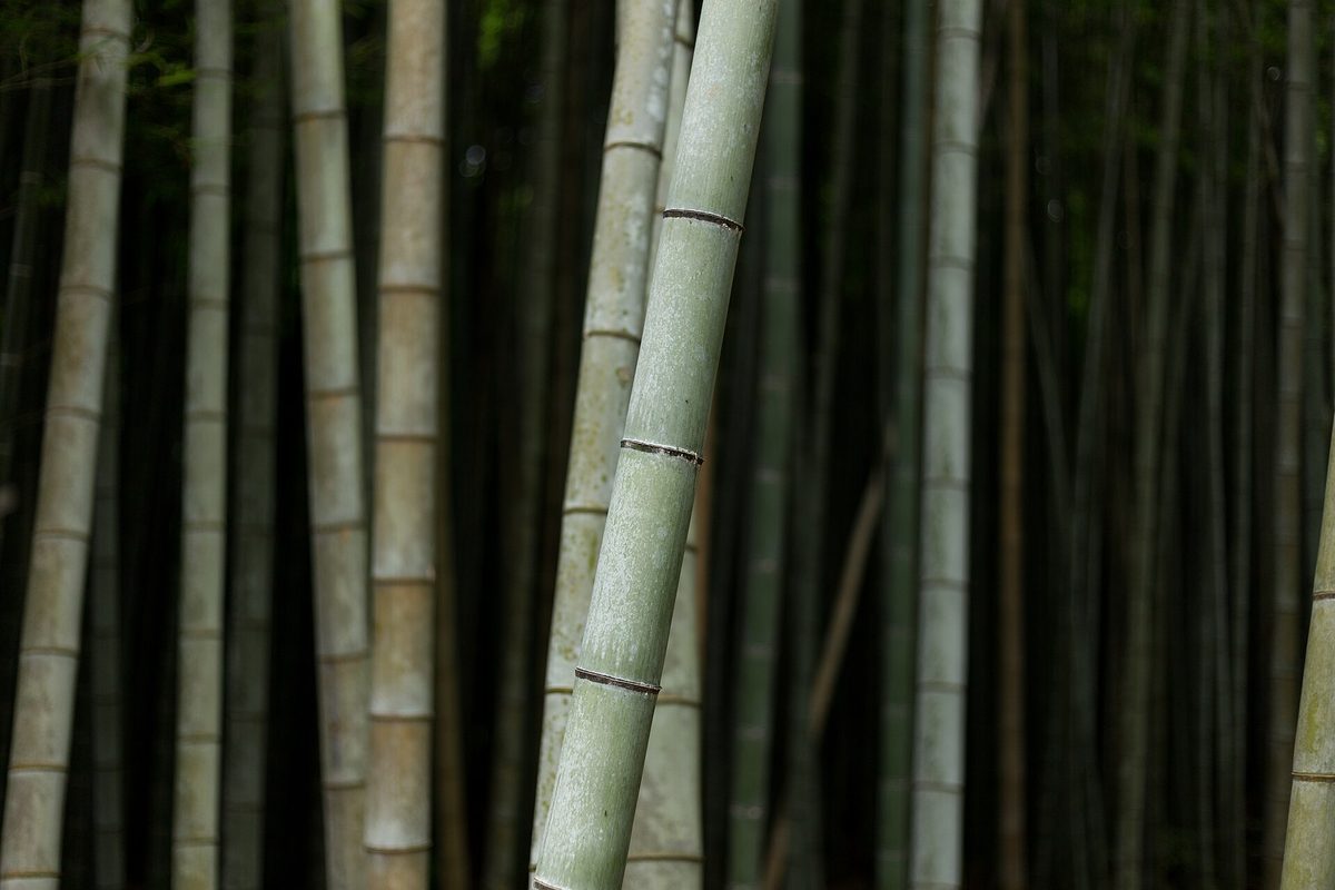 Arashiyama bamboo grove, Kyoto