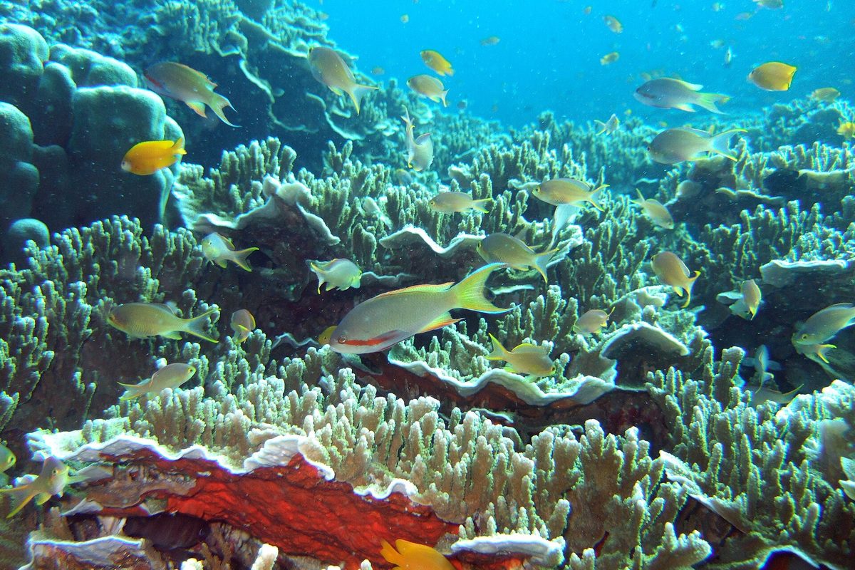 Coral reef off Moalboal, Cebu