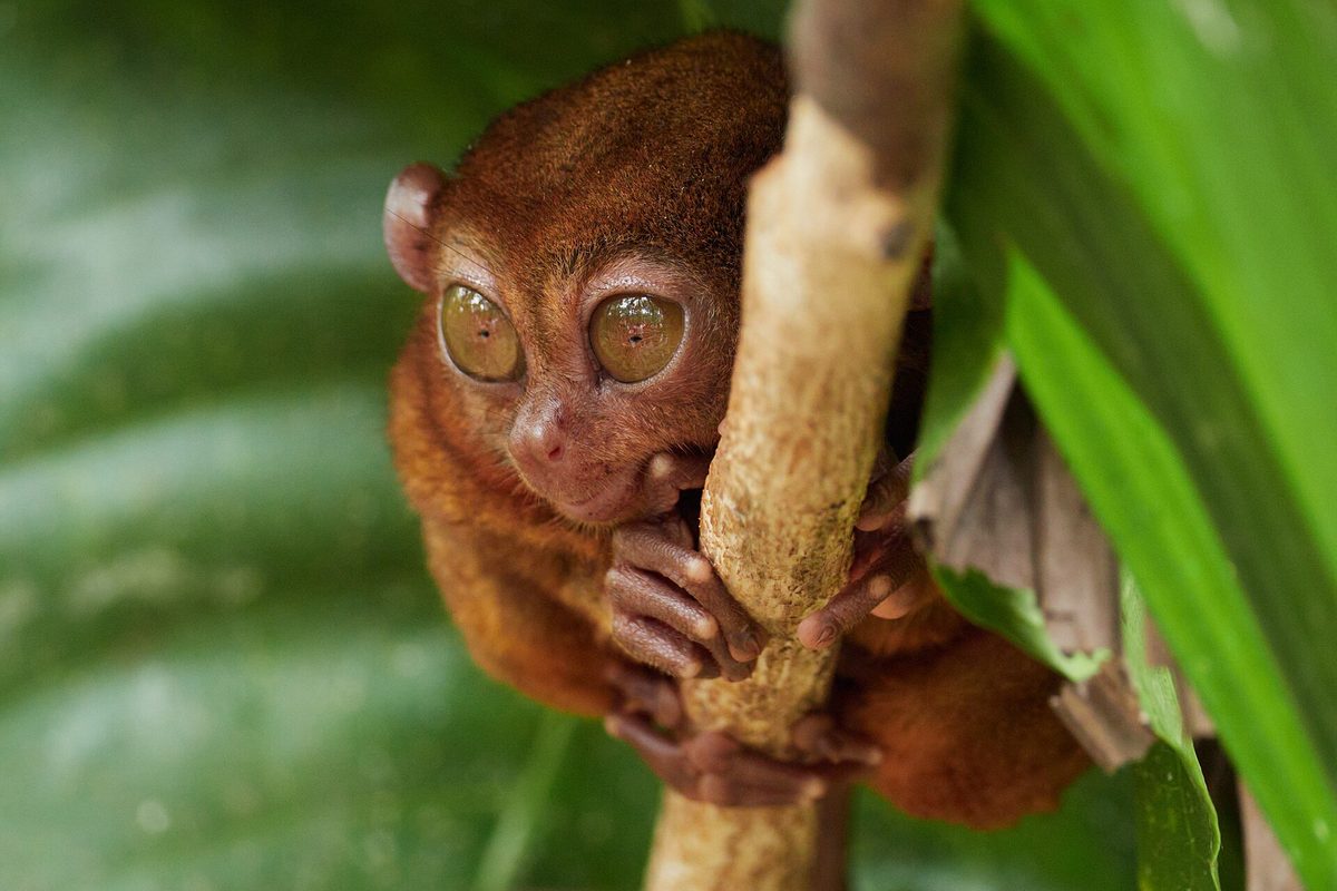 Tarsier, Bohol